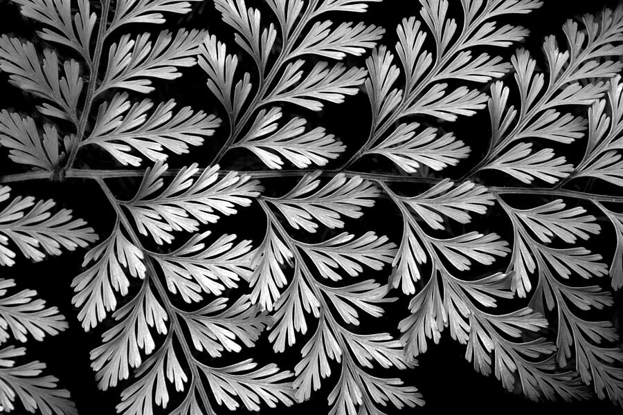 Black And White Photograph - Filigree Fern by Jessica Jenney