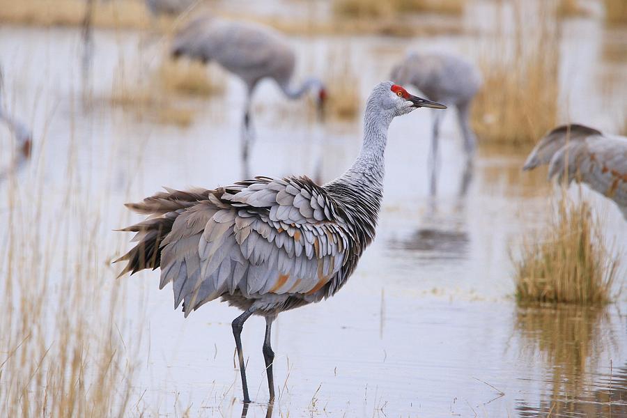 Crane Photograph - Fluffed and feathered crane by Lynn Hopwood