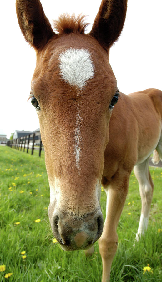 Filly Face Photograph by Kathi Shotwell