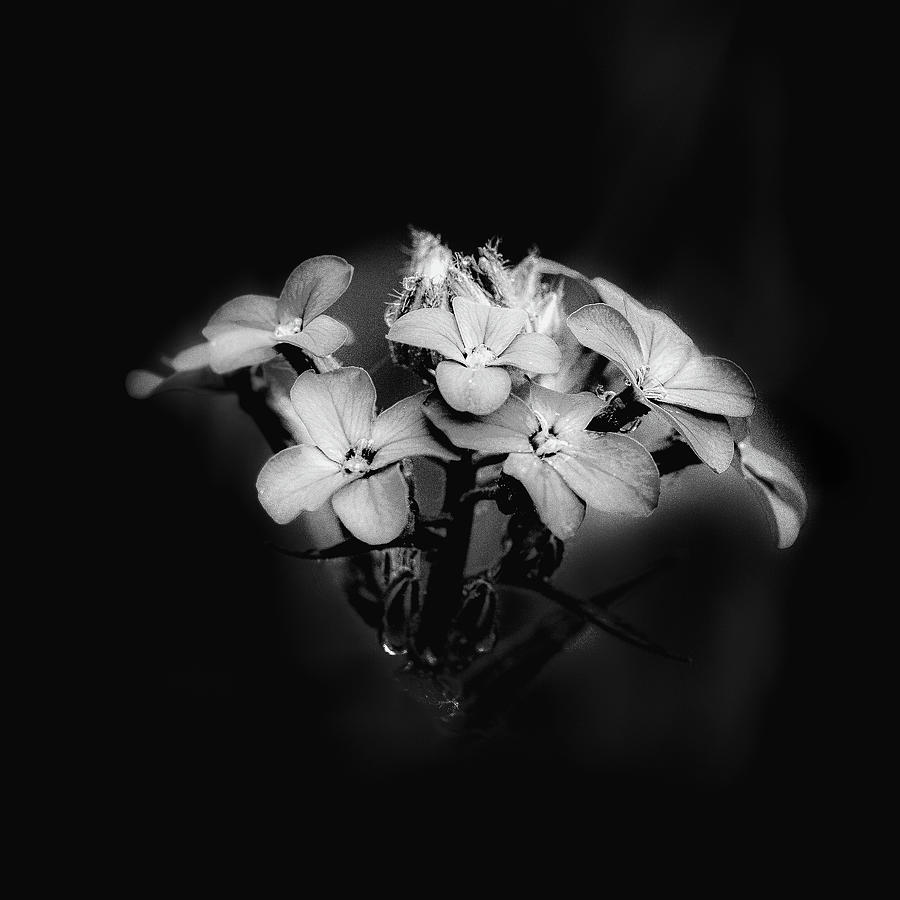 Film Noir Bouquet  Photograph by David Heilman