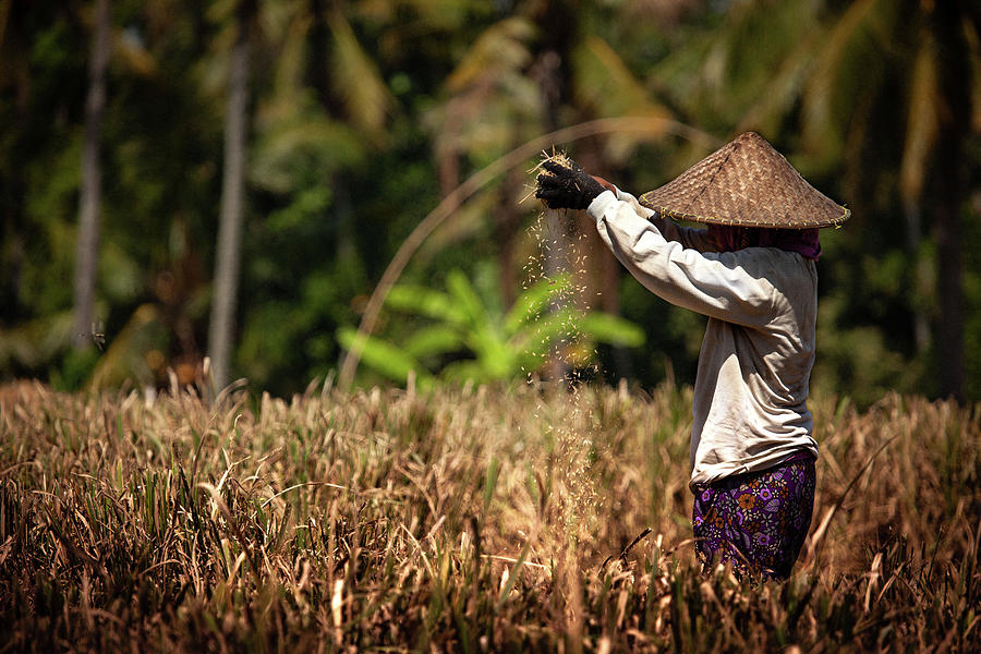 Filtering the rice Photograph by David Carbonell - Pixels