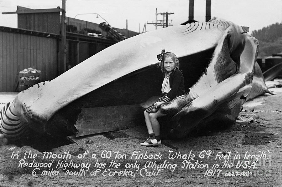 Redwood Highway Photograph - Fin Whale 69 feet long at Fields Landing whaling station circa 1945 by Monterey County Historical Society