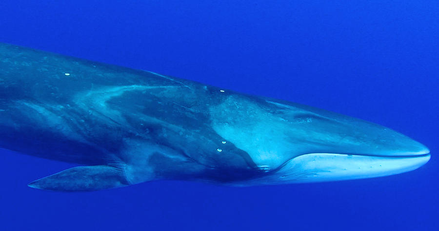 Fin Whale Photograph by Nan Hauser - Pixels