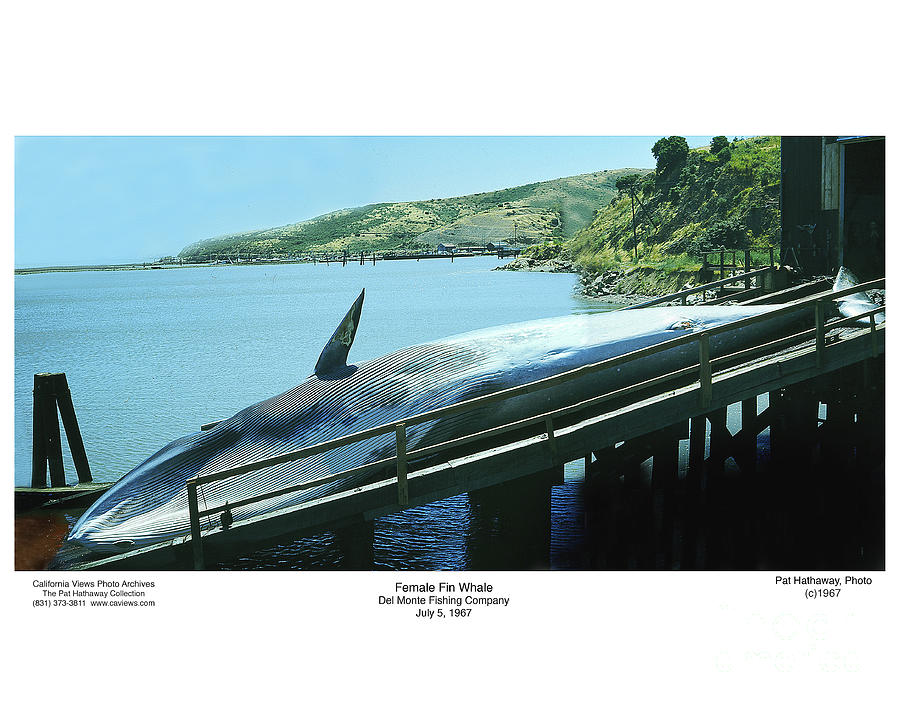 Richmond Photograph - Fin Whale on the ramp of the Del Monte Fishing Co.  1967 by Monterey County Historical Society