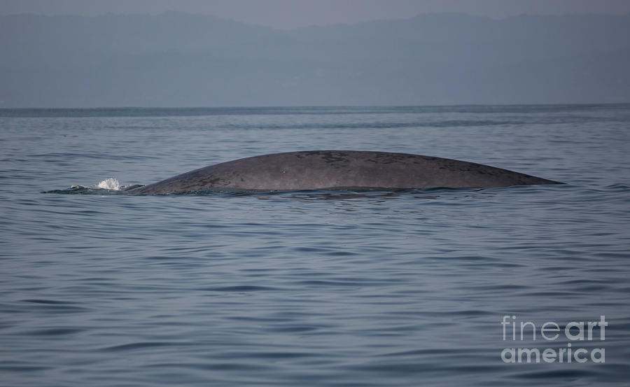 Blue Whale Surfacing Photograph by Suzanne Luft