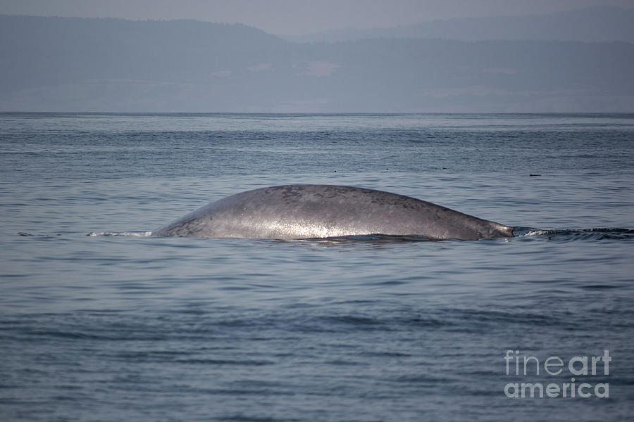 Blue Whale Photograph by Suzanne Luft
