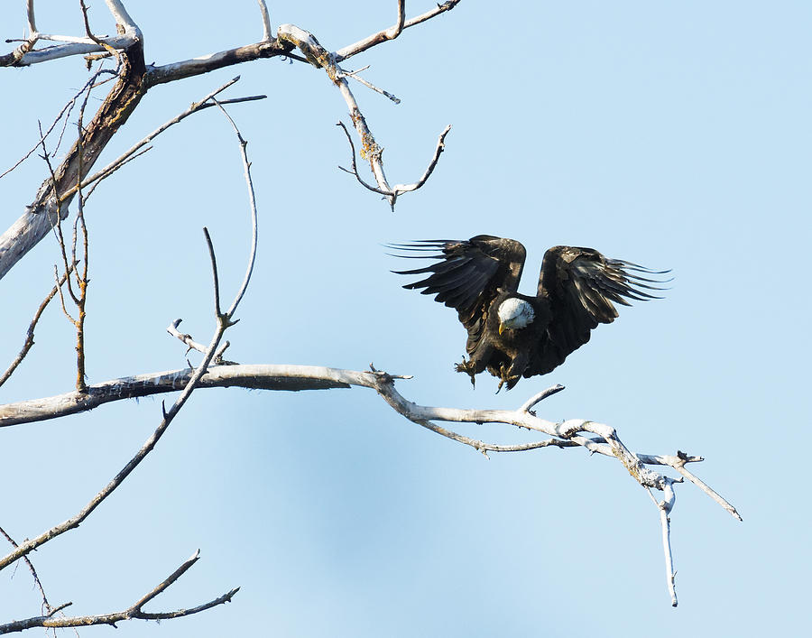 Final Approach -- Bald Eagle at Atascadero Lake Park, California Photograph by Darin Volpe