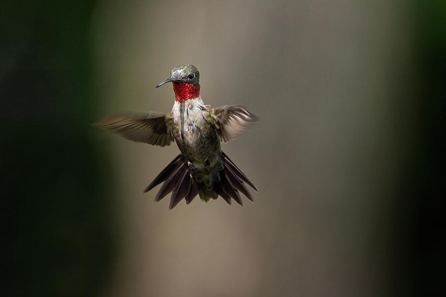 Final Approach - Ruby-throated Hummingbird - Trochilus colubris Photograph by Spencer Bush