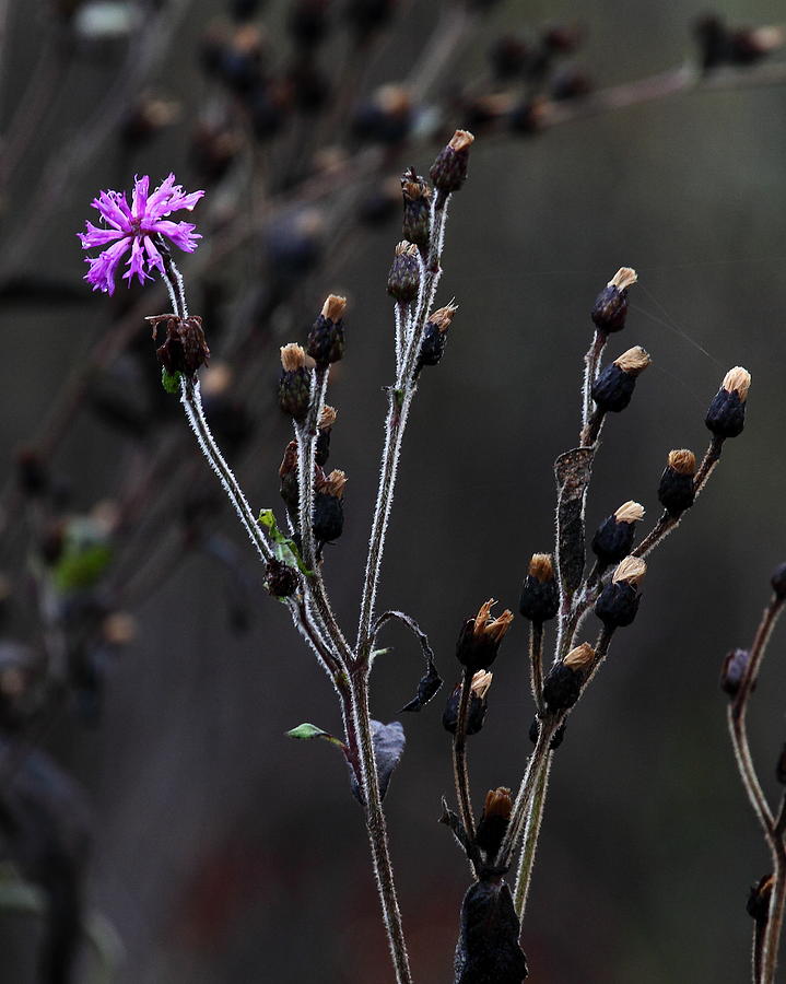 Final Fall Flower Photograph by Michael Dougherty