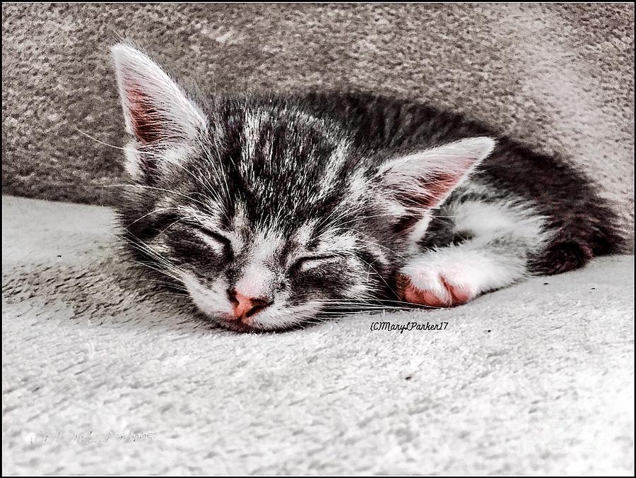 Cat Photograph - Finally ASleep  copyright Mary Lee Parker 17  by MaryLee Parker