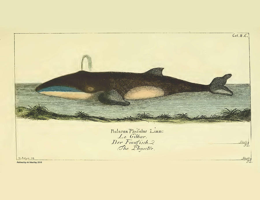 Finback Whale by G.A. Lang 1780 Drawing by Art MacKay
