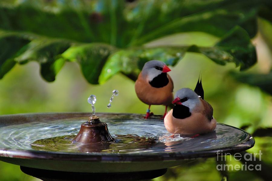 Finch Bath by Jacqueline Faust Finch Bath by Jacqueline Faust