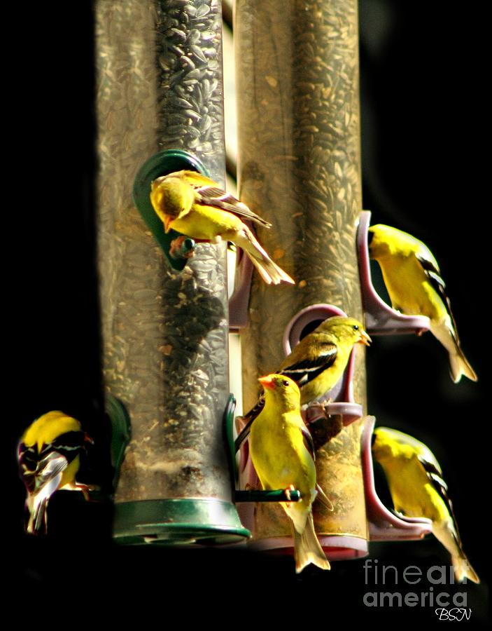 Finch Feeding Frenzie Photograph by Barbara S Nickerson
