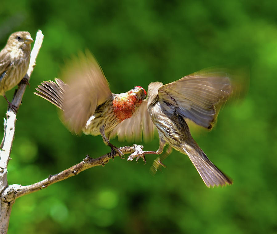 Finch Fight 1 Photograph by Linda Brody