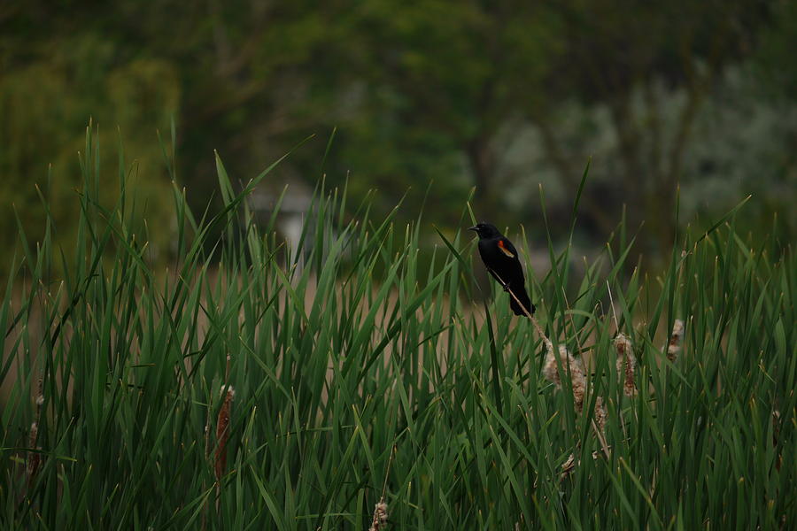 Finch in the Reeds Photograph by Heather Hennick