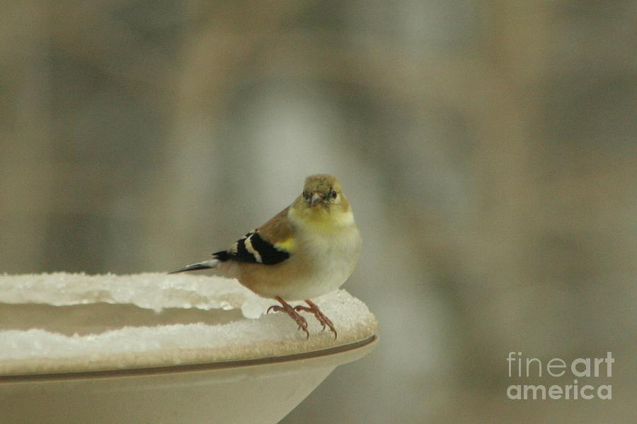 Finch In Winter Photograph by Barbara S Nickerson