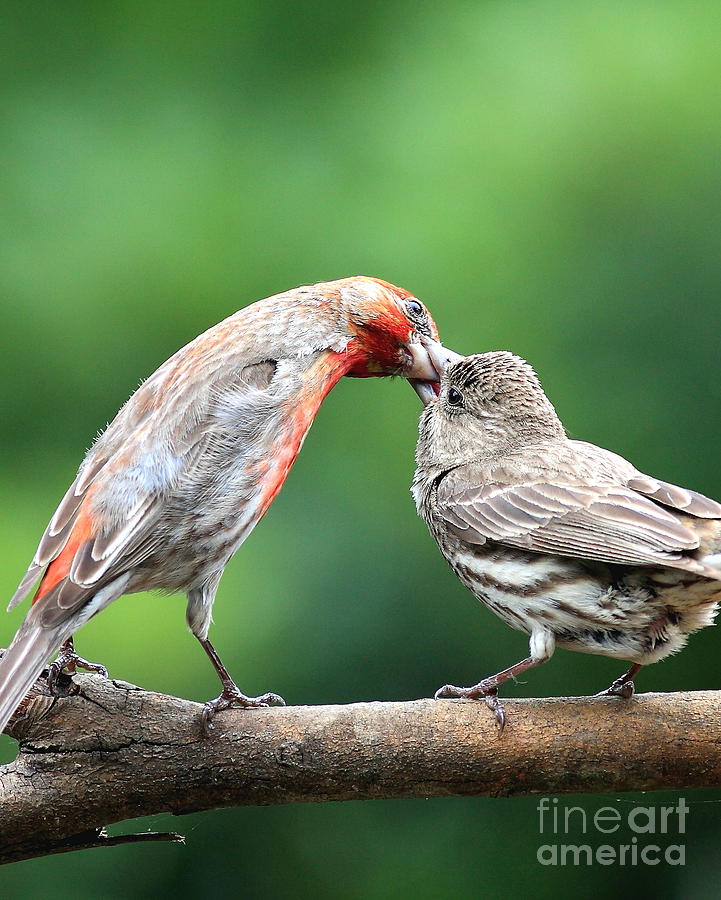 Finch Kiss Photograph by Wingsdomain Art and Photography