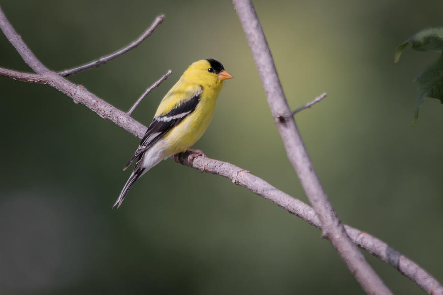 Finch Photograph by Michael Demagall