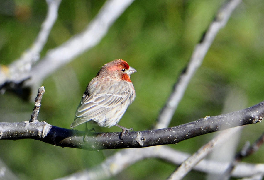 Finch on a Branch Photograph by Josephine Buschman
