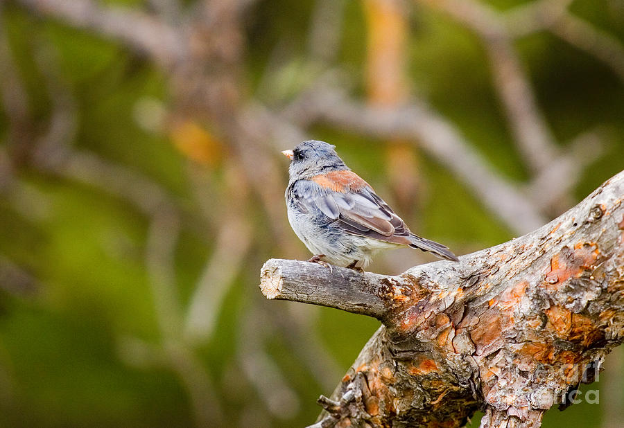 Finch on a Perch in the Pike National Forest Photograph by Steven Krull