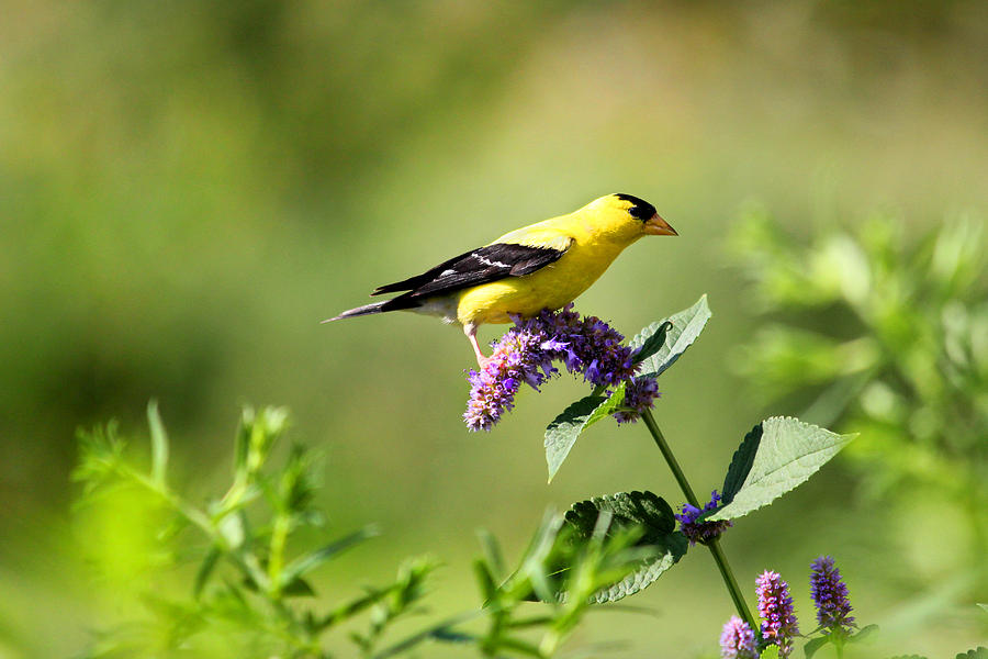 Finch on Anise Hyssop Photograph by Brook Burling