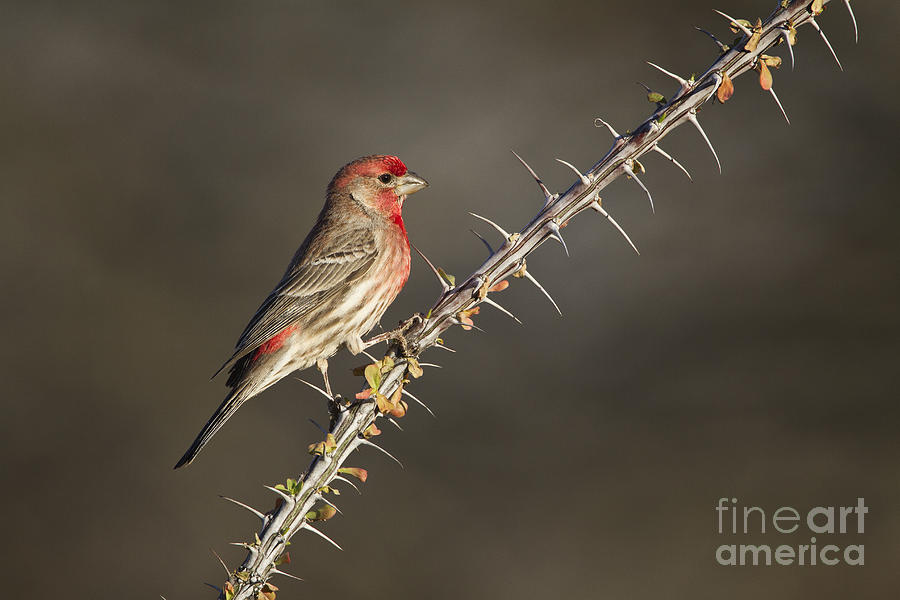 Finch on Ocotillo Photograph by Bryan Keil