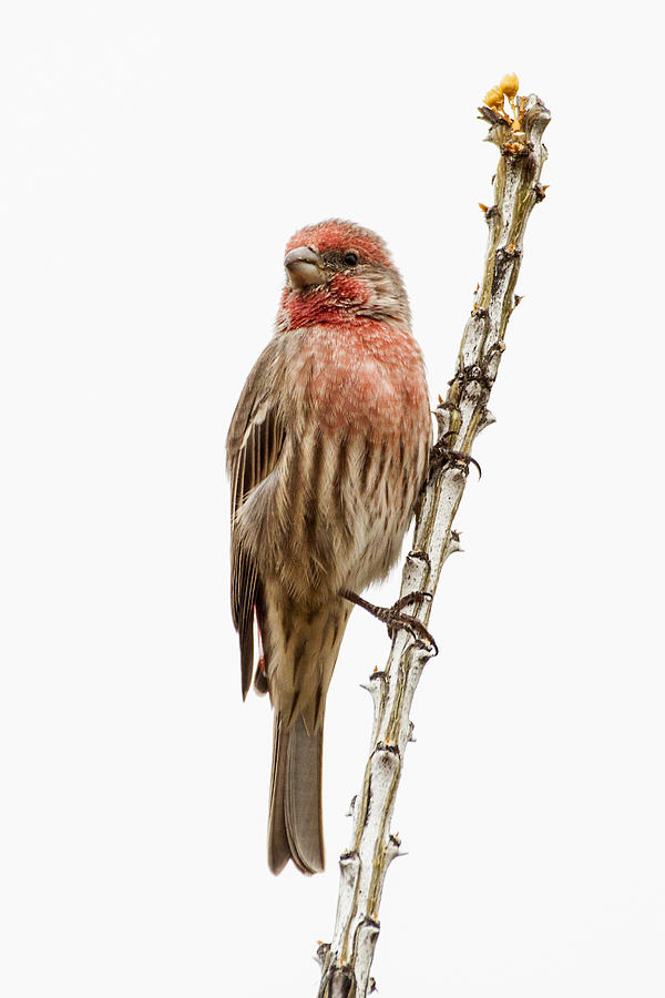 Finch on Ocotillo Photograph by Ruth Jolly