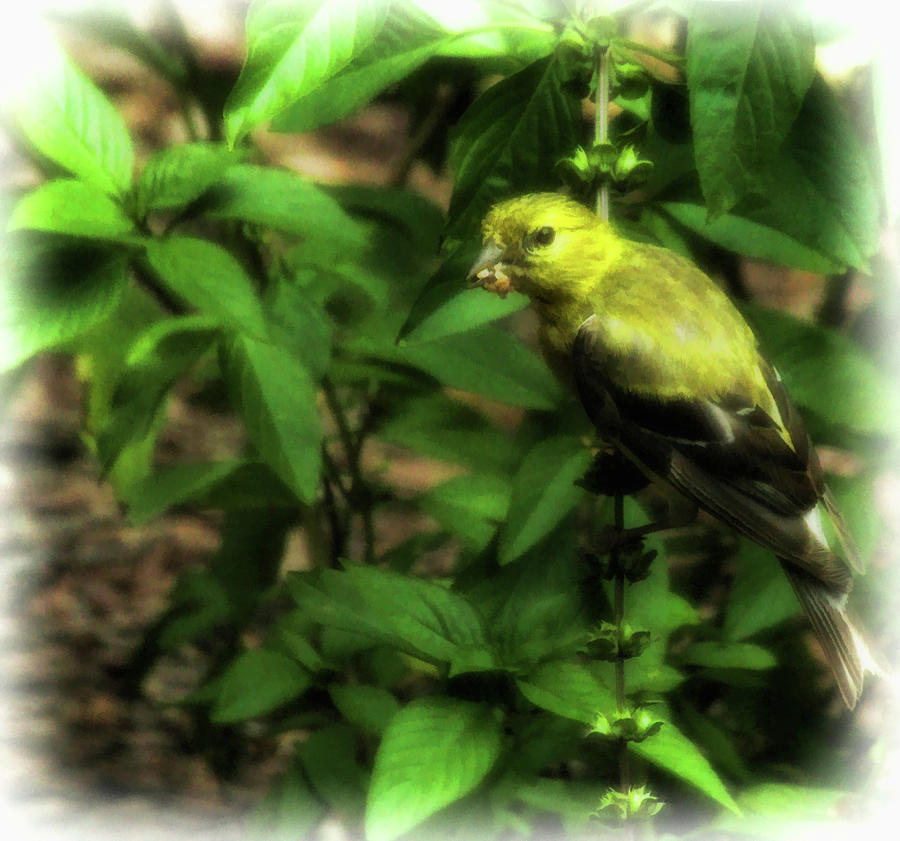Finch Perched on Basil Plant Photograph by Ola Allen