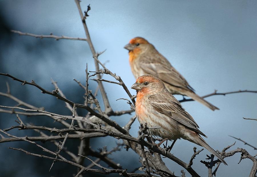 Finches And Twigs Photograph by Fraida Gutovich