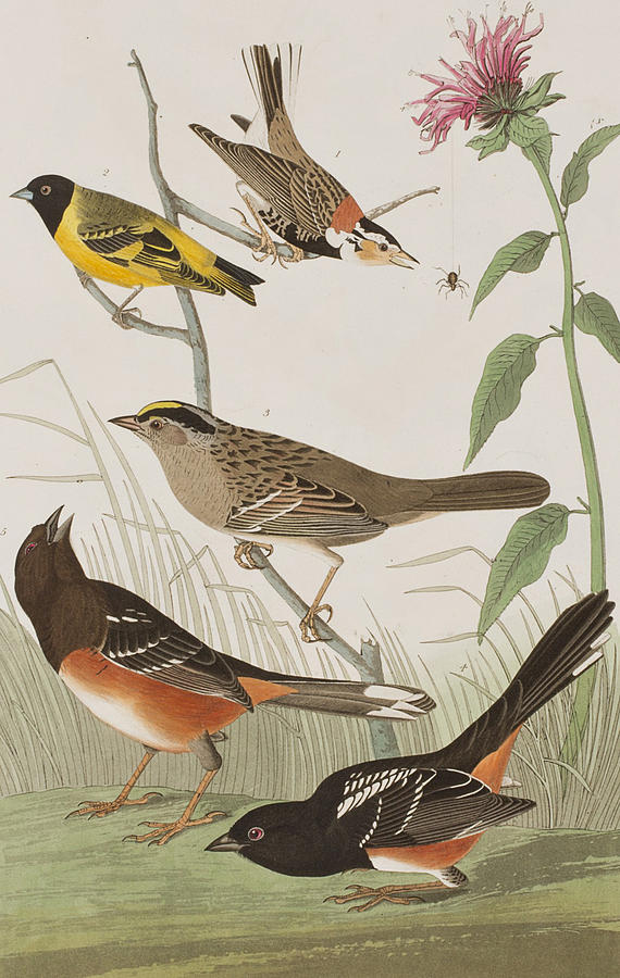 John James Audubon Painting - Finches by John James Audubon
