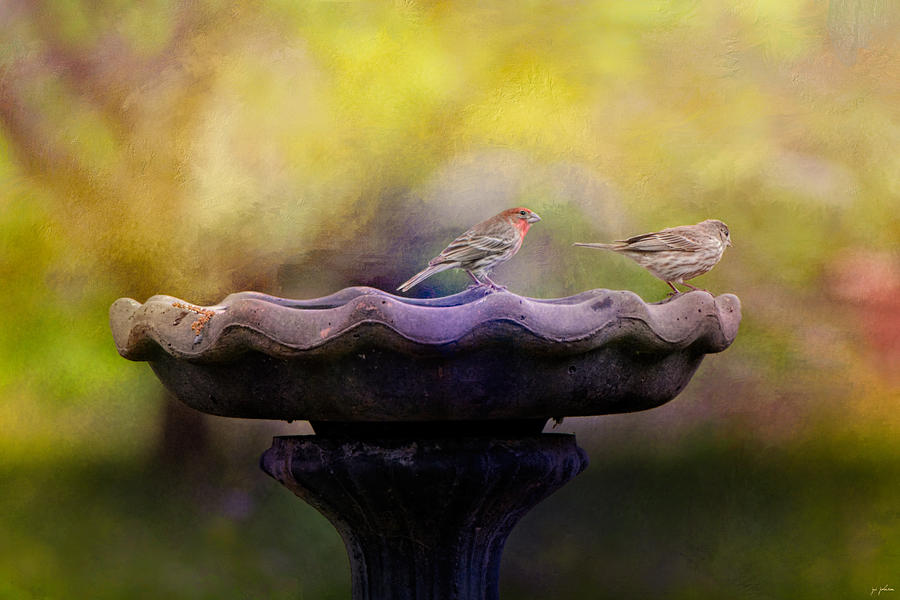 Bird Photograph - Finches On The Bird Bath by Jai Johnson