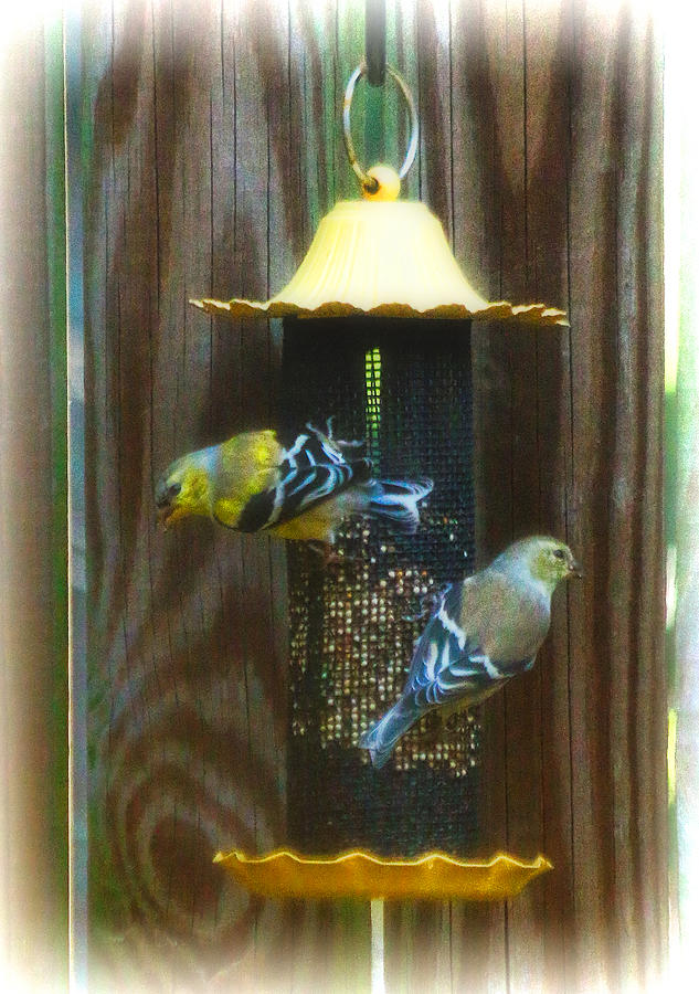 Finches Return Photograph by Ola Allen