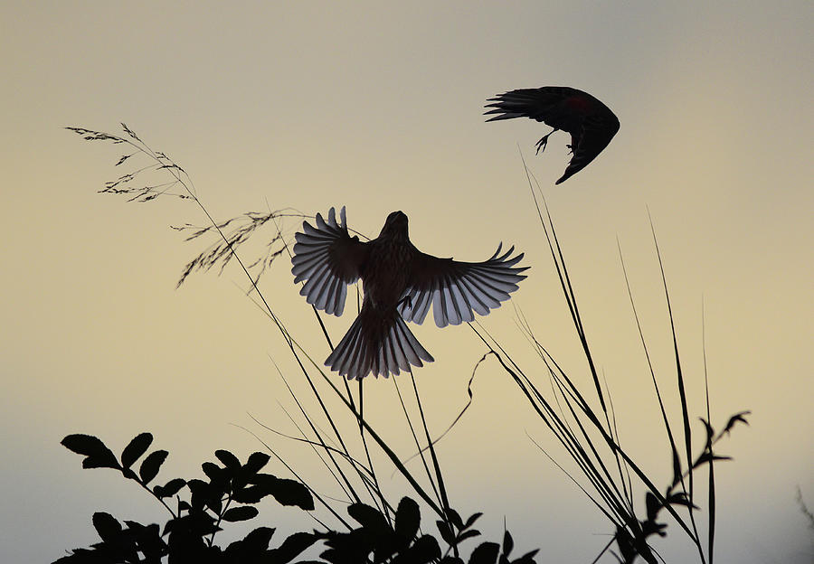 Finches Silhouette with Leaves 3 Digital Art by Linda Brody