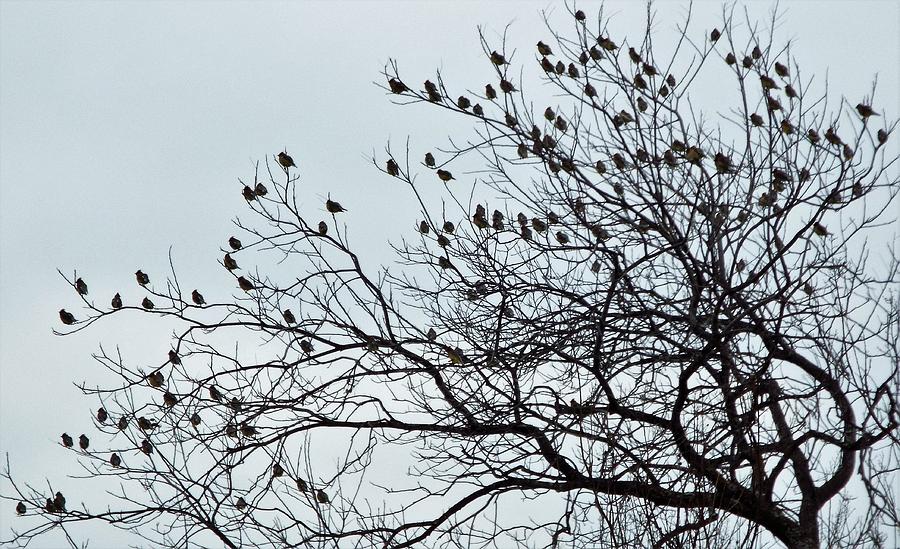 Finch Photograph - Finches to the wind by Michael Dillon