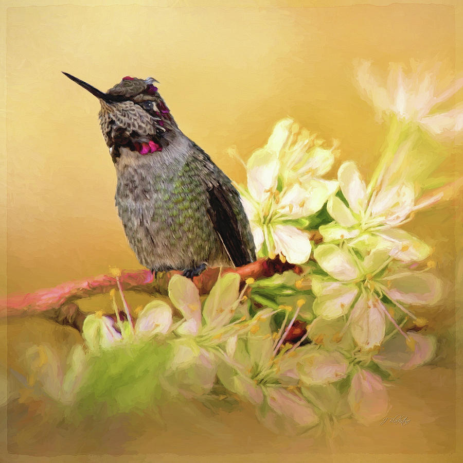 Find Joy - Hummingbird Art Painting by Jordan Blackstone
