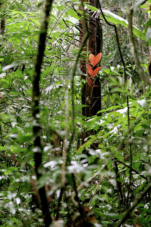 Jungle Photograph - Find Love Wherever You Can by Brandy Little