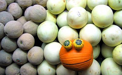 Rupert Pumpkin Photograph - Find Rupert Pumpkin II by Steven Polatnick Rupert Pumpkin Photograph - Find Rupert Pumpkin II by Steven Polatnick