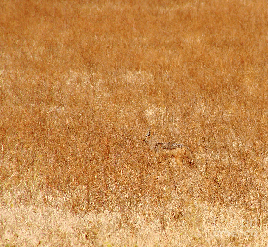 Find the Jackal Photograph by Bruce Block