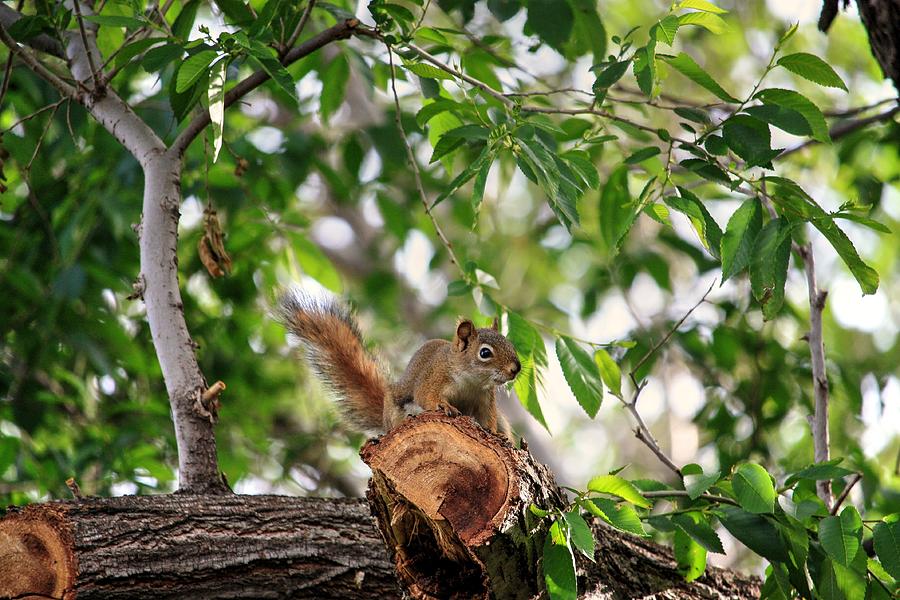 Find the squirrel  Photograph by David Matthews