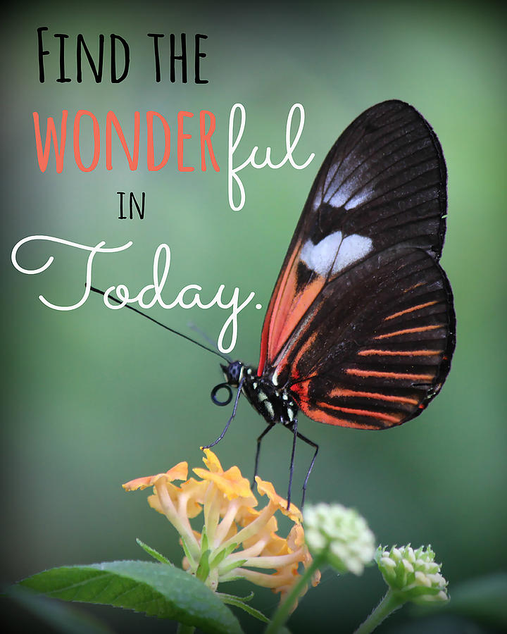 Find the Wonderful Photograph by Teresa Wilson