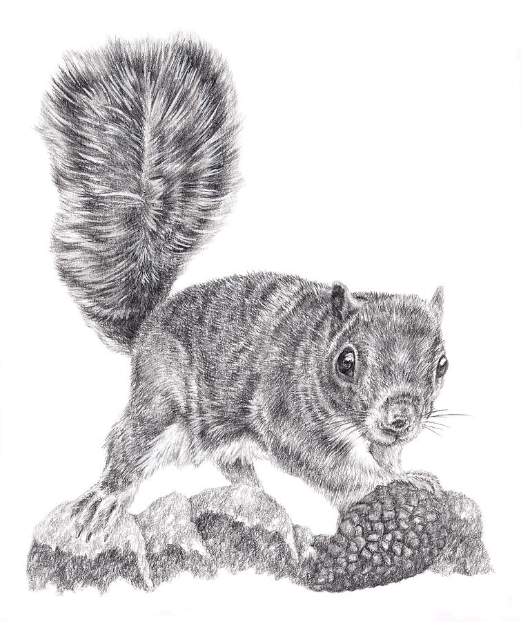 Squirrel Drawing - Finders Keepers by Pencil Paws