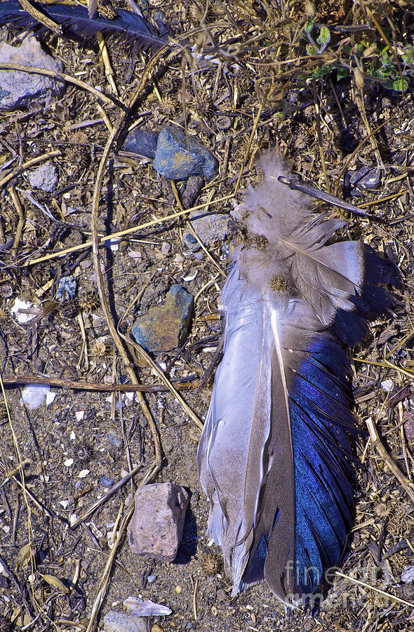 Finding Feathers in Your Path Photograph by Gwyn Newcombe