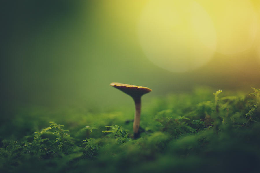 Finding On The Forest Floor Photograph by Shane Holsclaw
