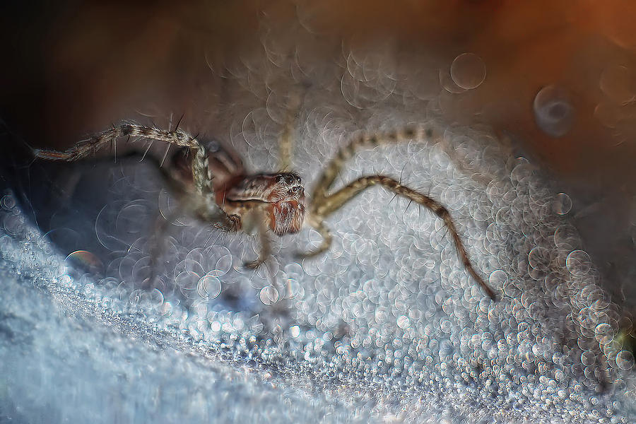 Spider Photograph - Finding The Light by Erwin Astro