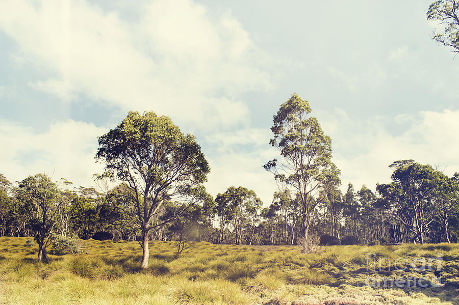 Fine art Australia landscape. Retro Tasmania field Photograph by Jorgo Photography