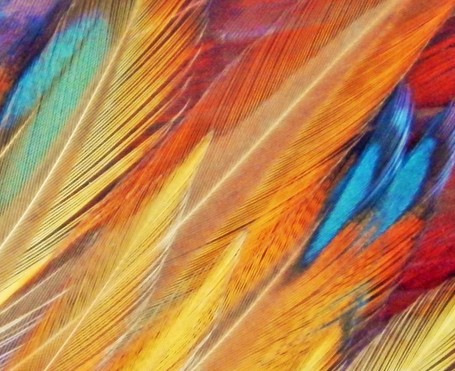 Fine Art Feathers Photograph by Jan Gelders