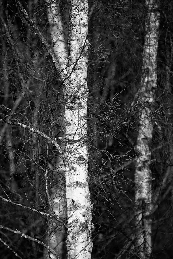 Fine art intimate landscape image of silver birch tree aginst da ...