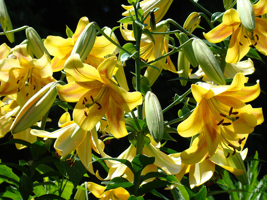 Fine Art Lilies Yellow Colorful Bright Lily Flowers Baslee Troutman Photograph