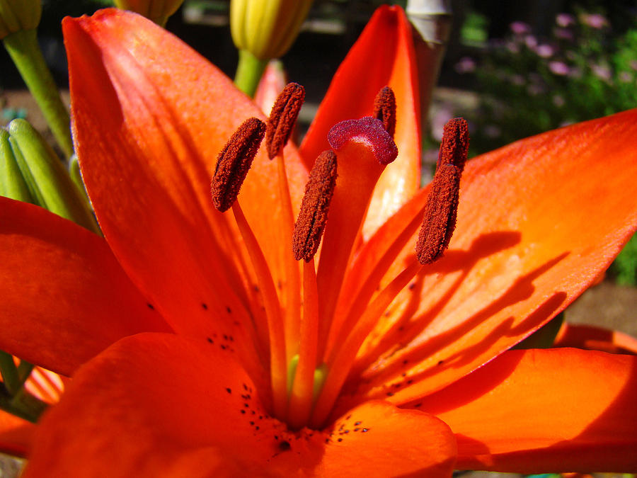 Fine Art Nature Colorful Bright Orange Lily Flowers Baslee Troutman Photograph