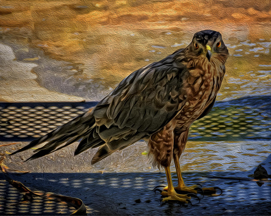Coopers Hawk No.32 Photograph by Mark Myhaver